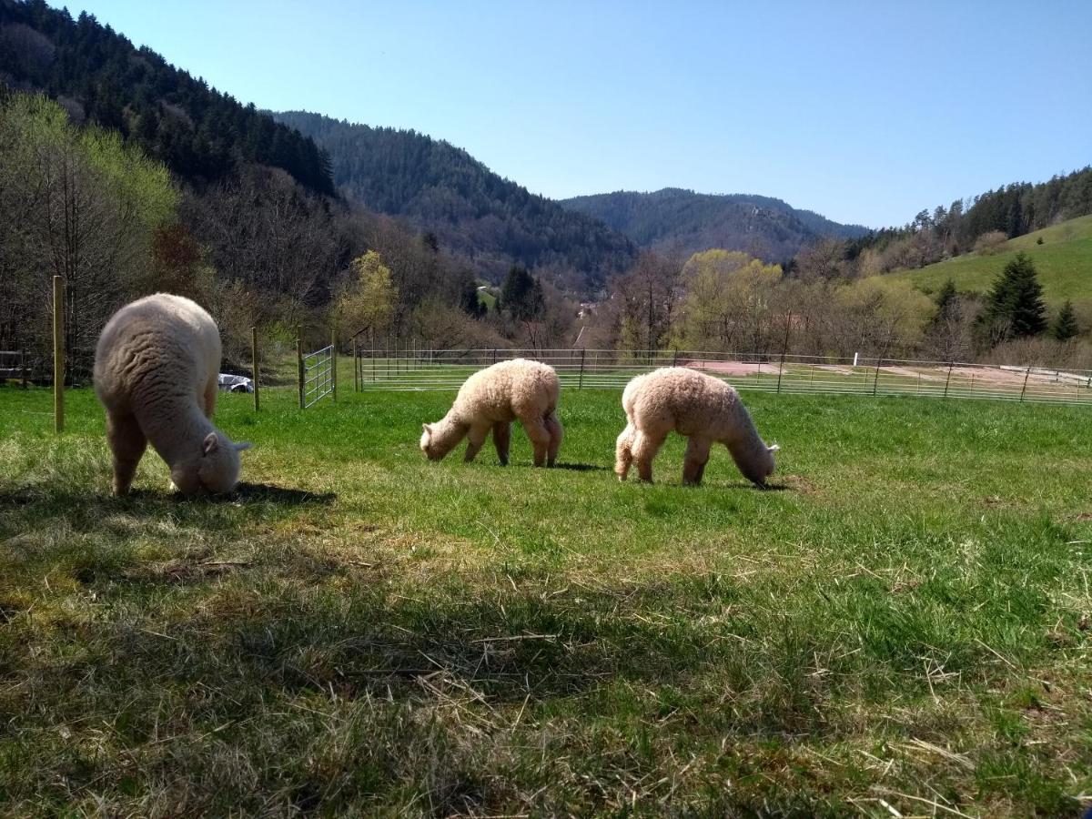 Ferienwohnungen Schwabenhof Schramberg Esterno foto